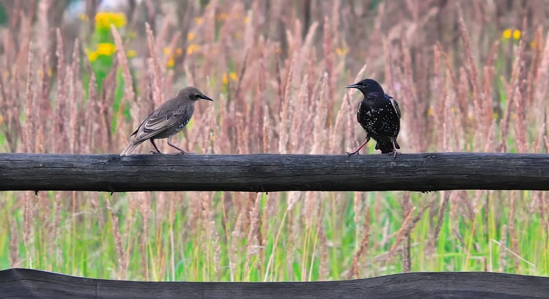 Buzzworthy Chatter